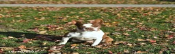 Boston Terrier dogs for sale: King - Ad 7