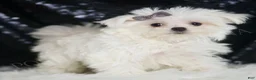 Maltese dogs for sale: Bunnie - Ad 4