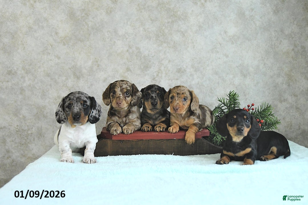 Miniature Dachshund dogs for sale: Lilly - Ad 3
