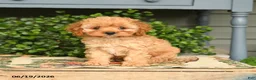 Cockapoo dogs for sale: Maisie - Ad 3