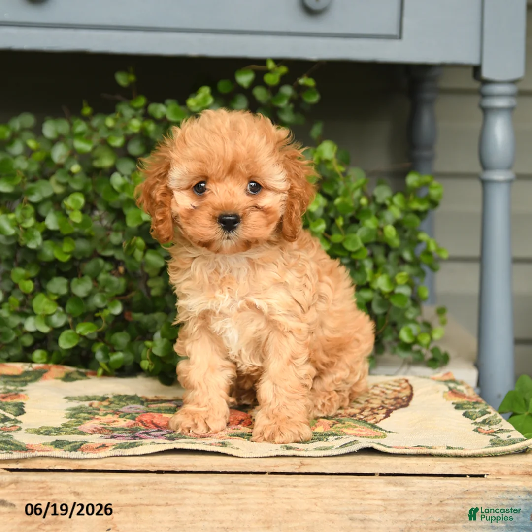 Cockapoo dogs for sale: Maisie - Ad 3