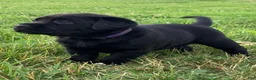 Labrador Retriever dogs for sale: Victory - Ad 2