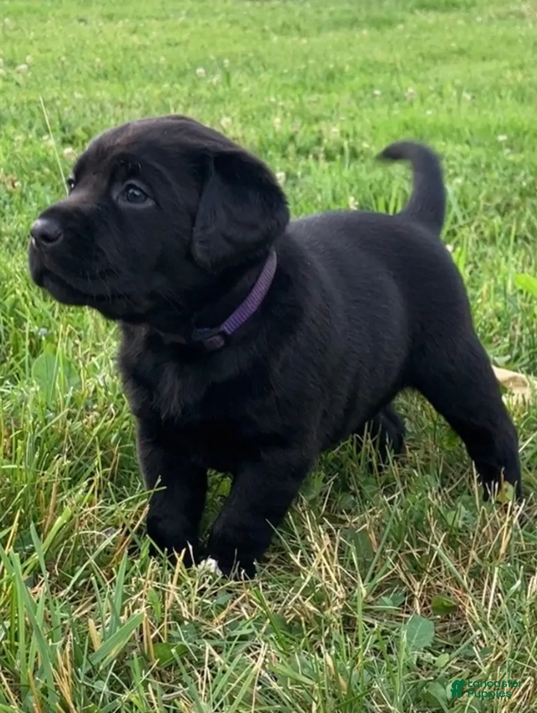 Labrador Retriever dogs for sale: Victory - Ad 2