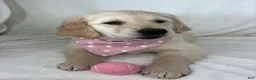 Golden Retriever dogs for sale: Gladys - Ad 5