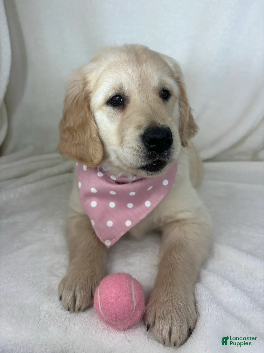 Golden Retriever dogs for sale: Gladys - Ad 5