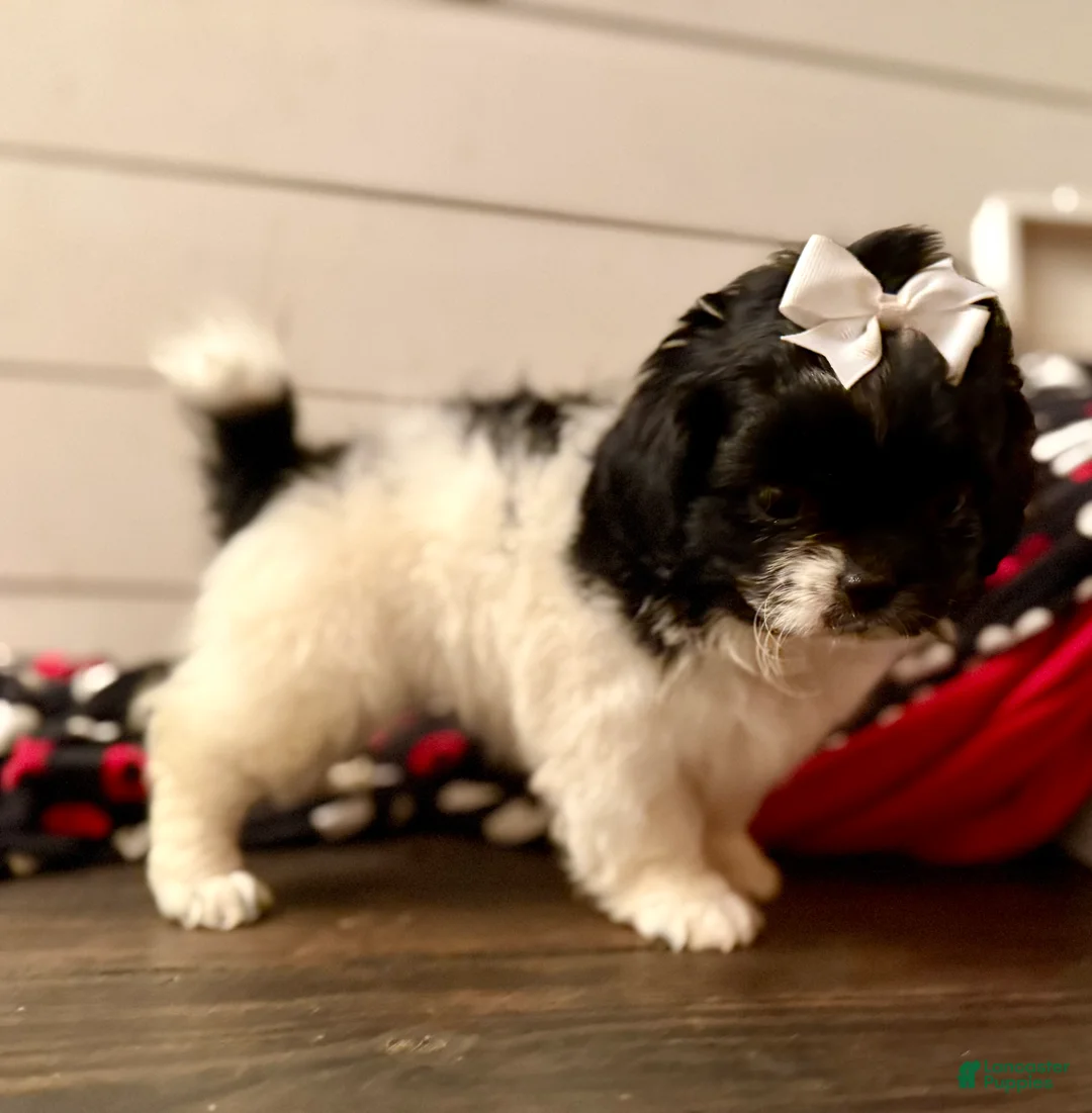 Shihpoo dogs for sale: Glinda  - Ad 23