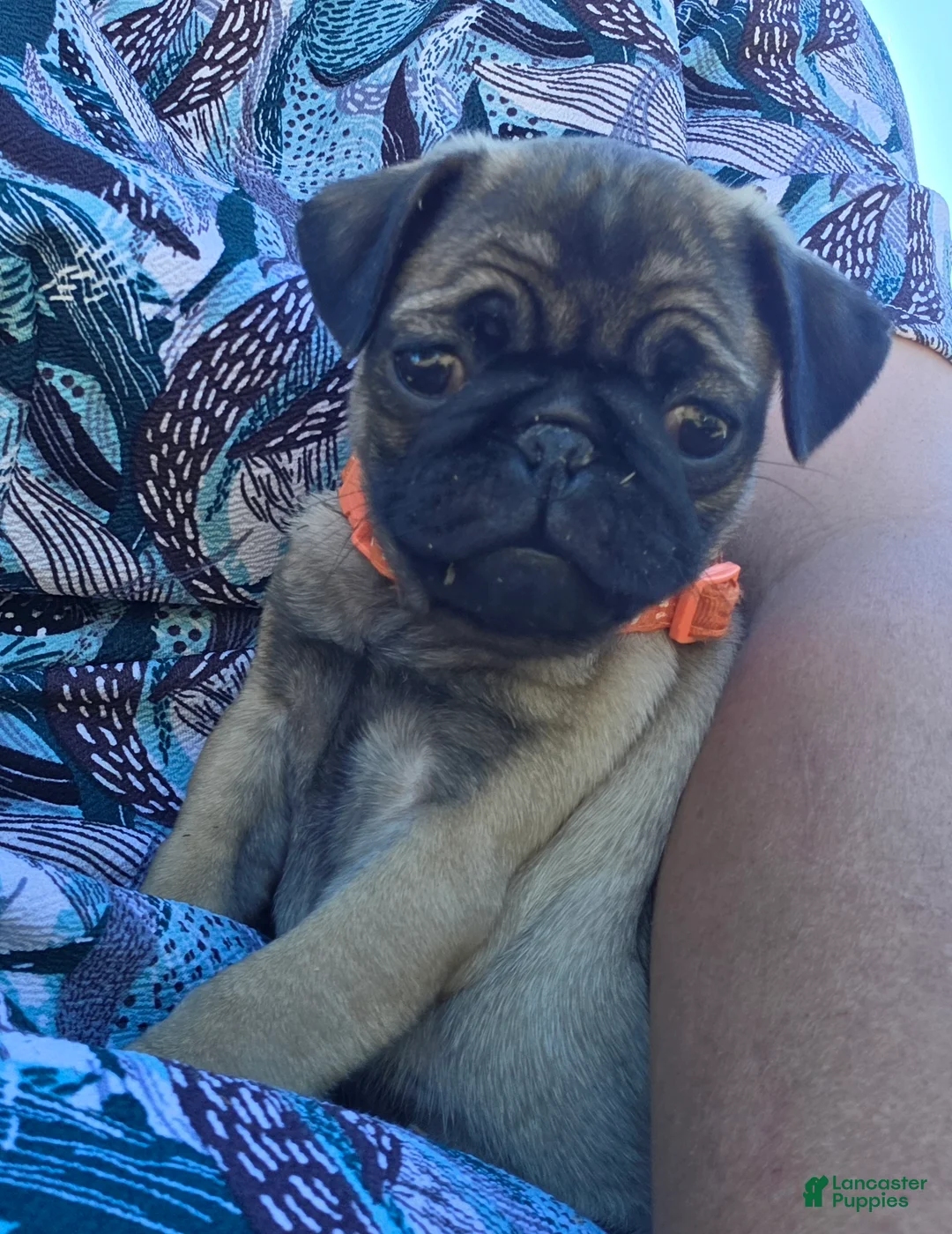 Pug dogs for sale: Lola - Ad 4
