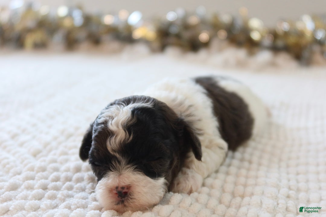 Toy Poodle dogs for sale: Merry - Ad 5