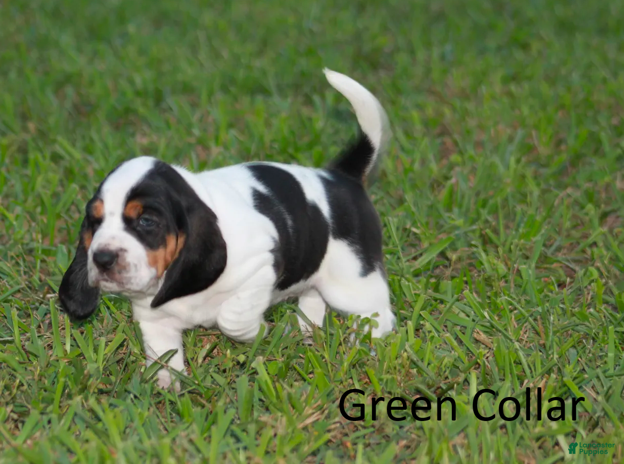 Green (Basset Hound, Female) in Groveland, FL