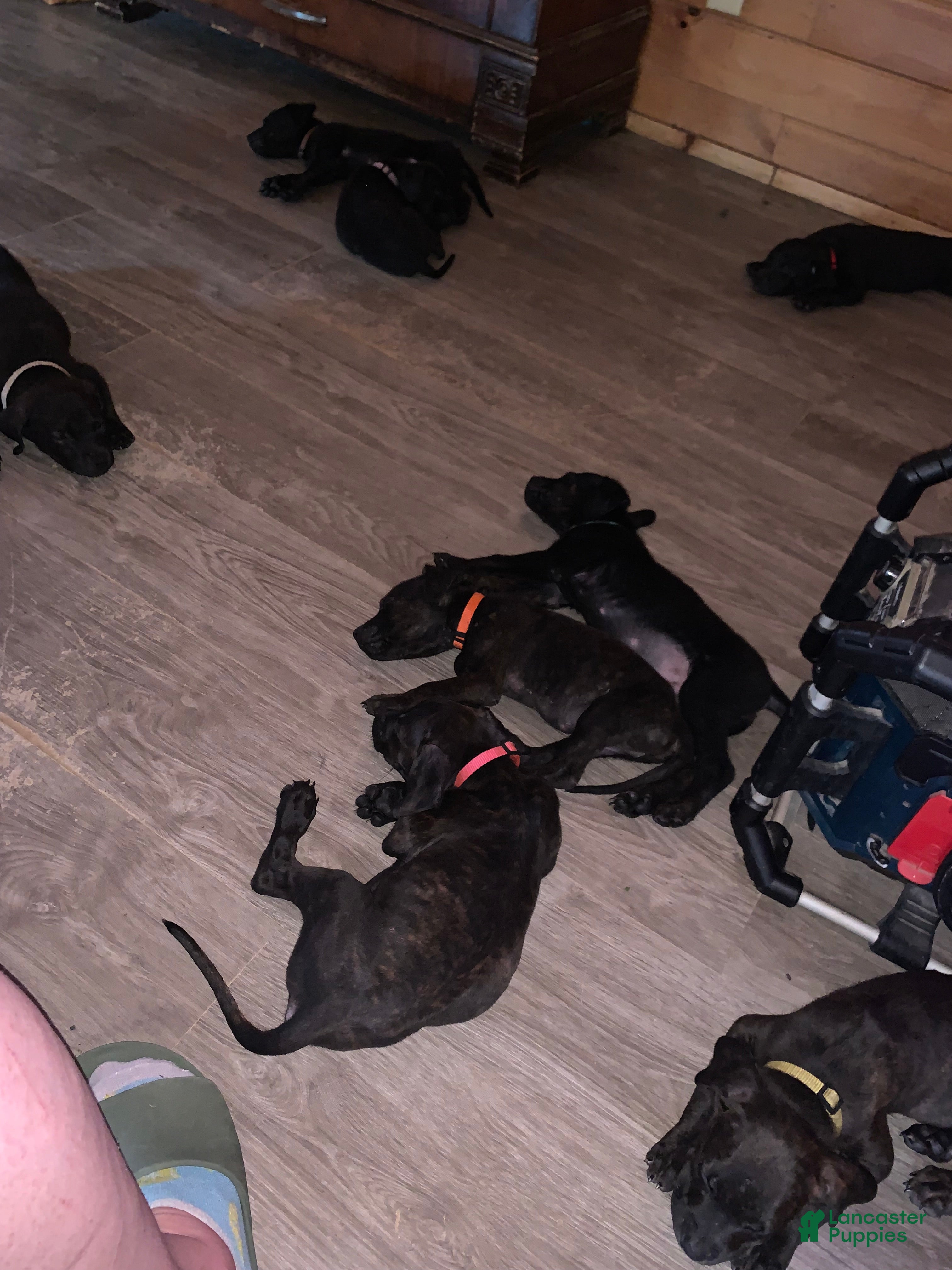 Mixed Breed dogs Mixed Breed 10 - Ad 22