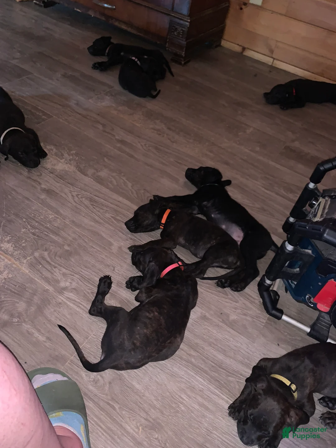Mixed Breed dogs for sale: Mixed Breed 10 - Ad 1