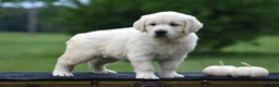 Golden Retriever dogs for sale: Destiny - Ad 3