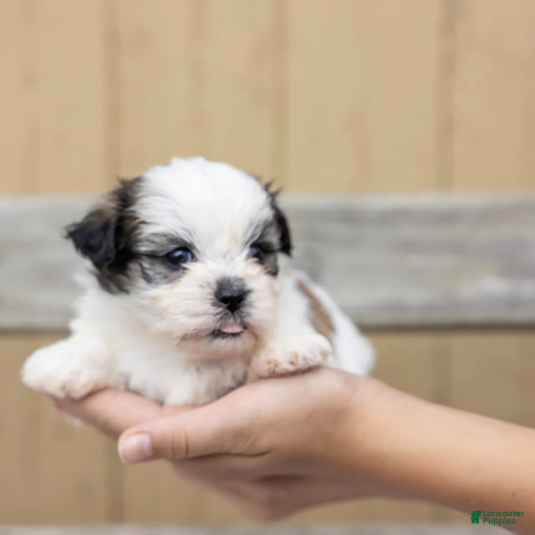 Teddy Bear dogs for sale: Lilac - Ad 7