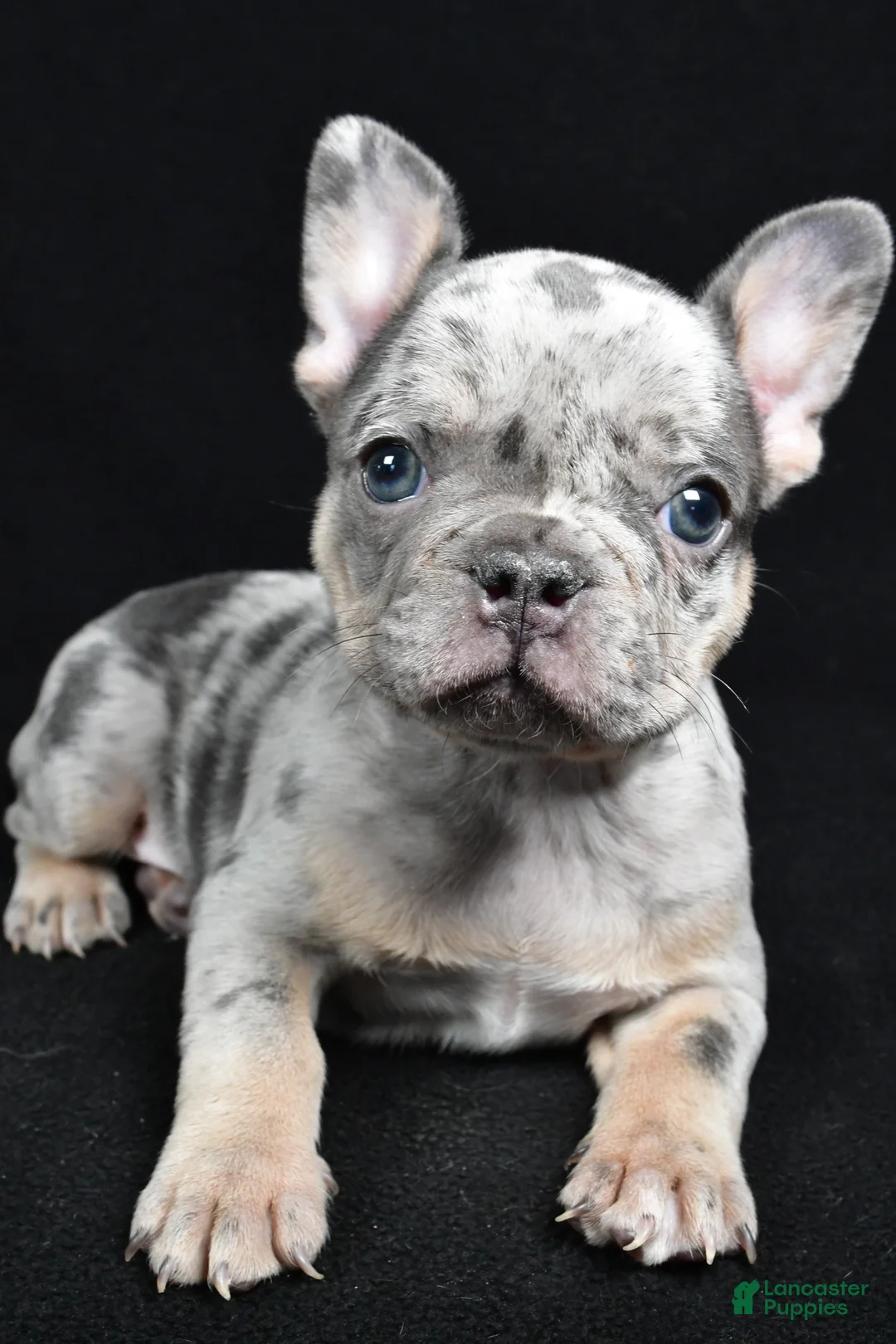 French Bulldog dogs for sale: Brooklyn - Ad 3