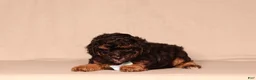 Miniature Poodle dogs for sale: Diesel - Ad 3