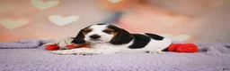 Beagle dogs for sale: OTIS - Ad 11