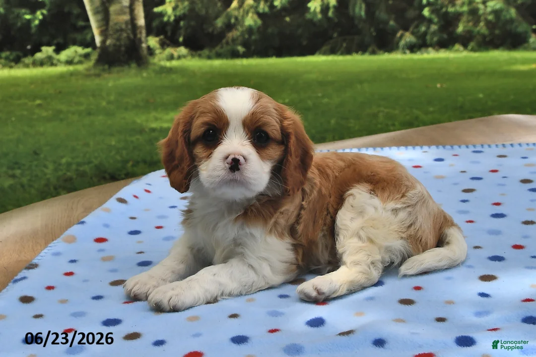 Cavalier King Charles Spaniel dogs for sale: Honey - Ad 2
