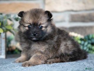 Pomeranian dogs - Ad 40