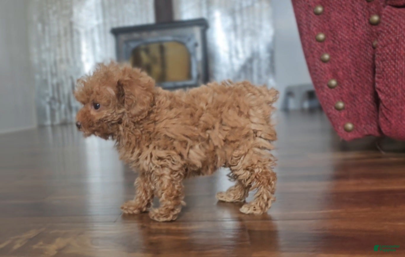 Miniature Poodle dogs Rosie  - Ad 2