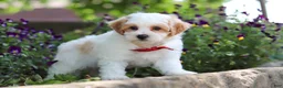 Maltipoo dogs for sale: Joey - Ad 7