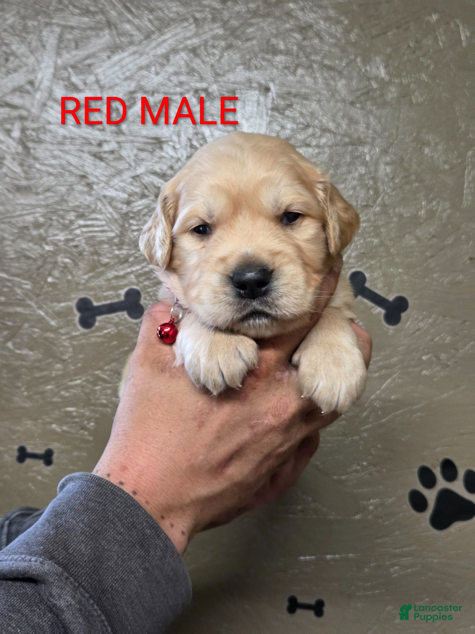 Golden Retriever dogs Mario - Ad 1