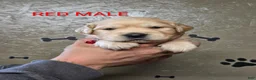 Golden Retriever dogs for sale: Mario - Ad 1