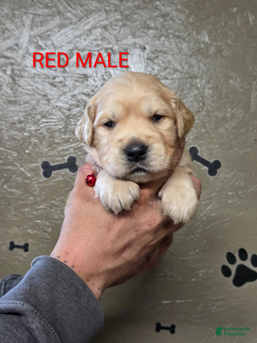 Golden Retriever dogs for sale: Mario - Ad 1