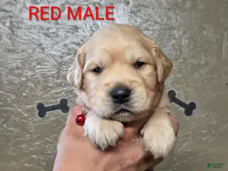 Golden Retriever dogs for sale: Mario - Ad 2