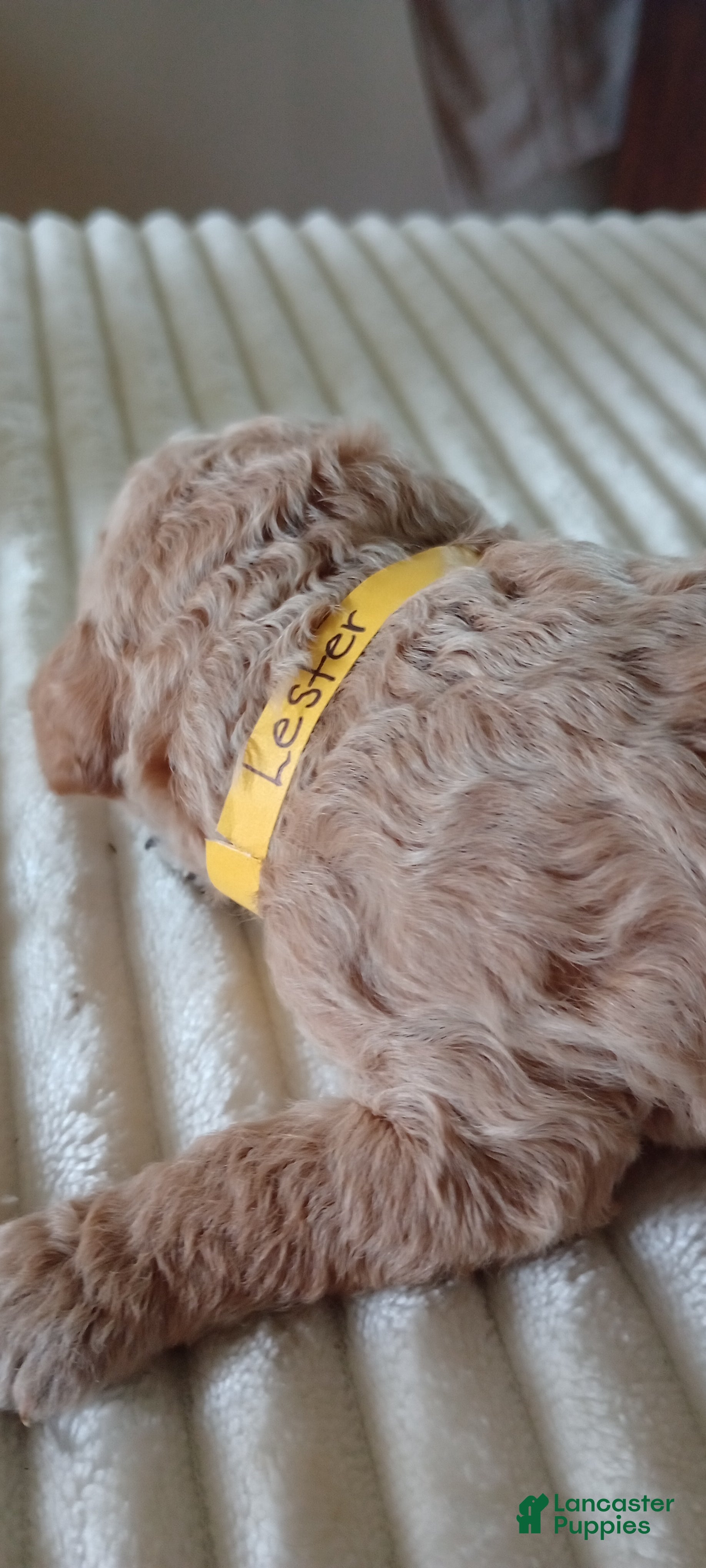 Mini Goldendoodle dogs for sale: Mr. Lester - Ad 41