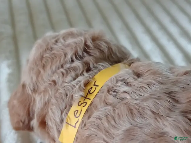 Mini Goldendoodle dogs for sale: Mr. Lester - Ad 41