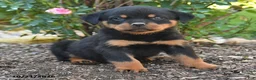 Rottweiler dogs for sale: Simba - Ad 4