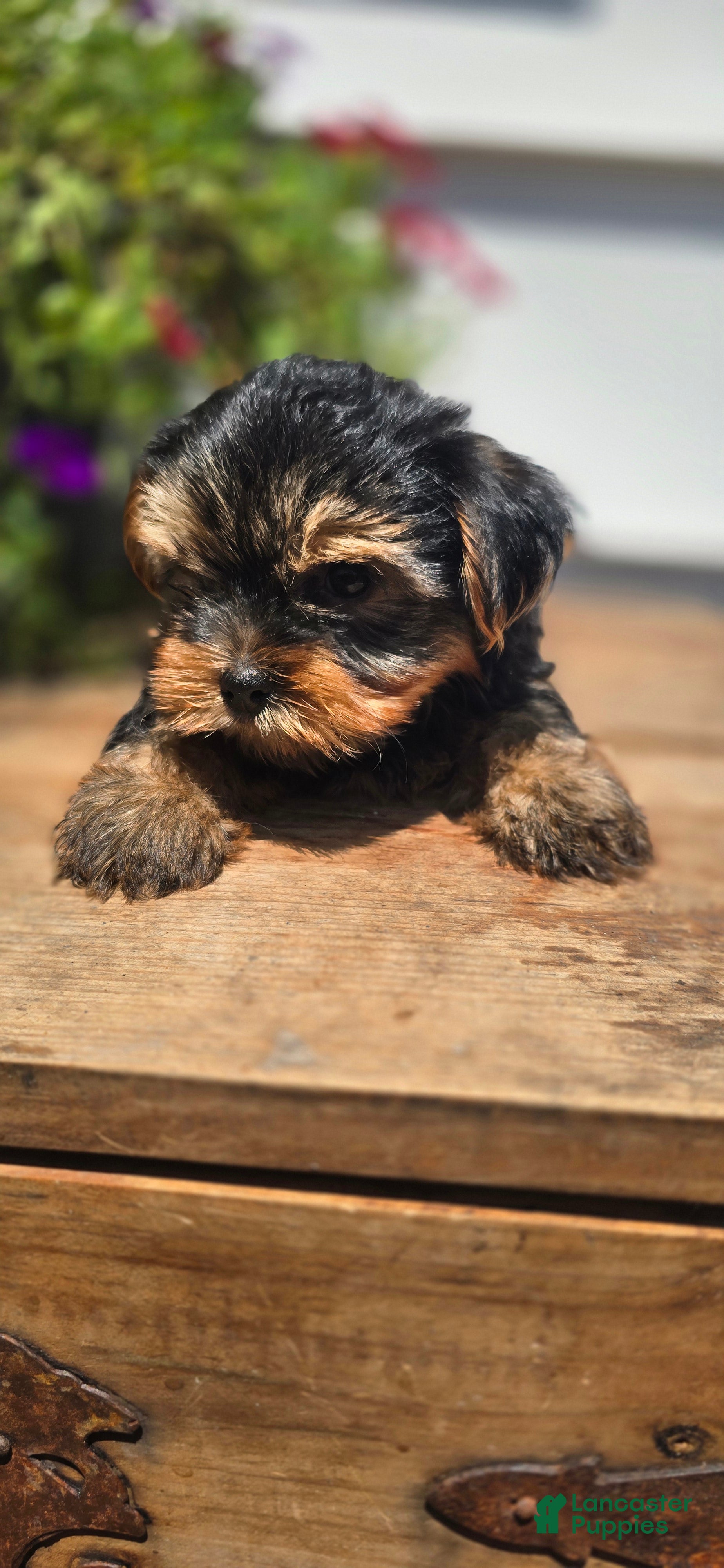 Yorkshire Terrier dogs 🧸 BEAR XS BABY-DOLL FACE - Ad 7