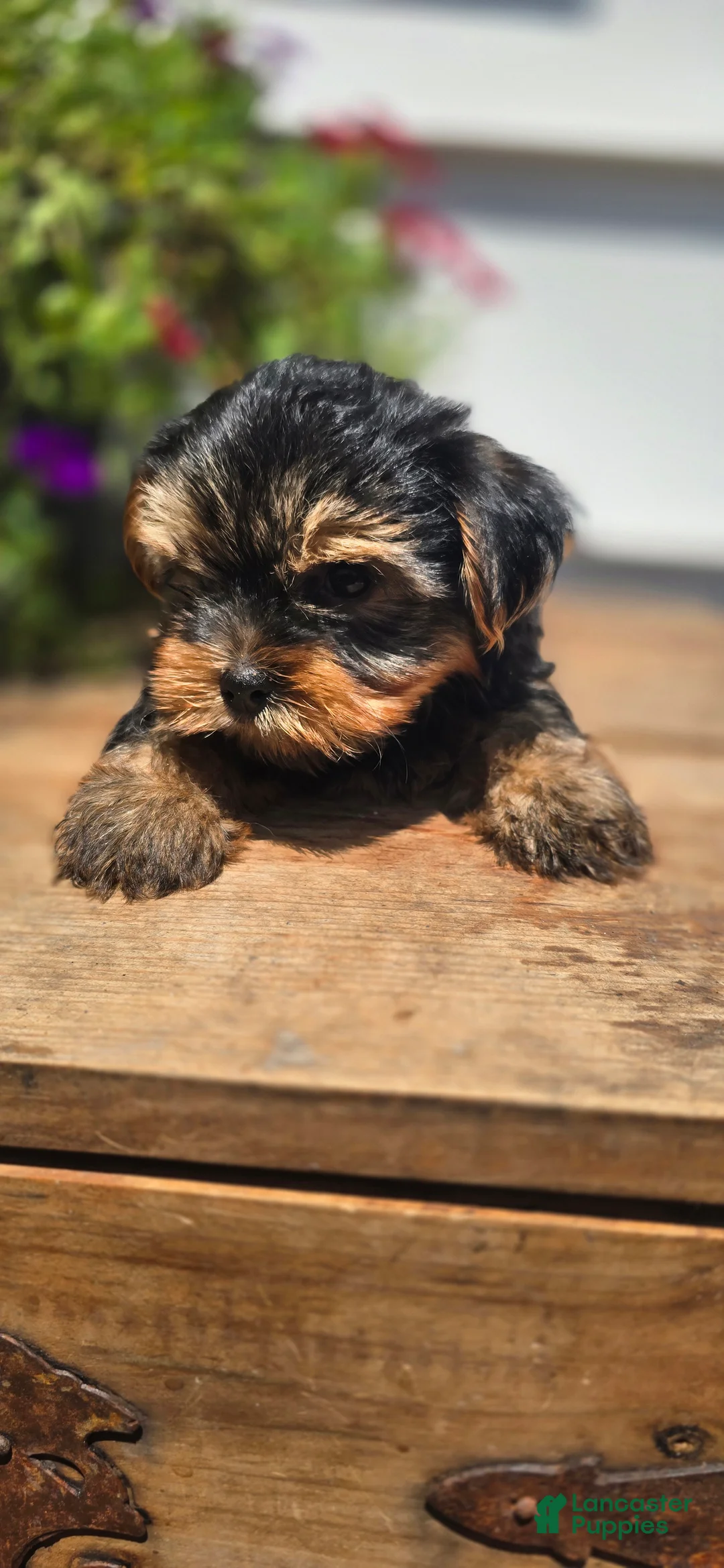 Yorkshire Terrier dogs for sale: 🧸 BEAR XS BABY-DOLL FACE - Ad 1