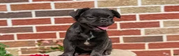 French Bulldog dogs for sale: Emmy - Ad 6