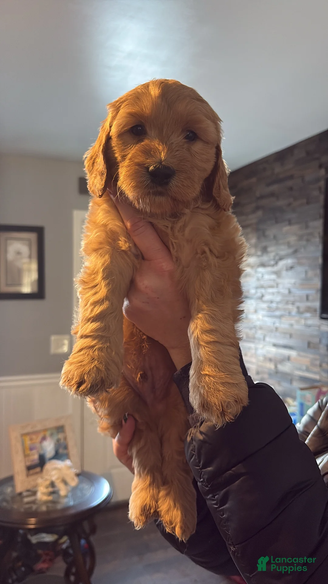 Mini Goldendoodle dogs for sale: Mini Goldendoodle Puppy 6 - Ad 1