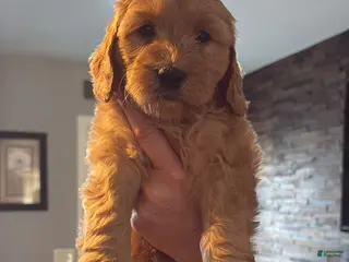Mini Goldendoodle dogs Mini Goldendoodle Puppy 6 - Ad 40