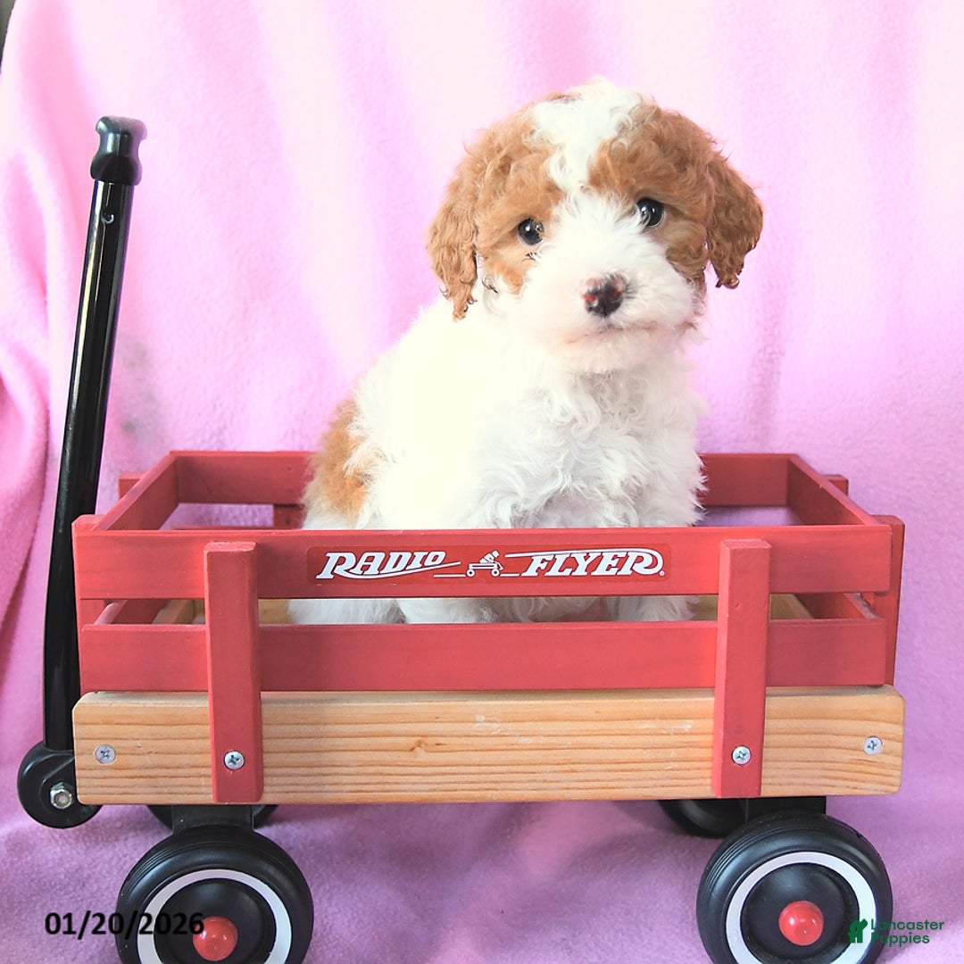 Toy Poodle dogs for sale: Oliver - Ad 4