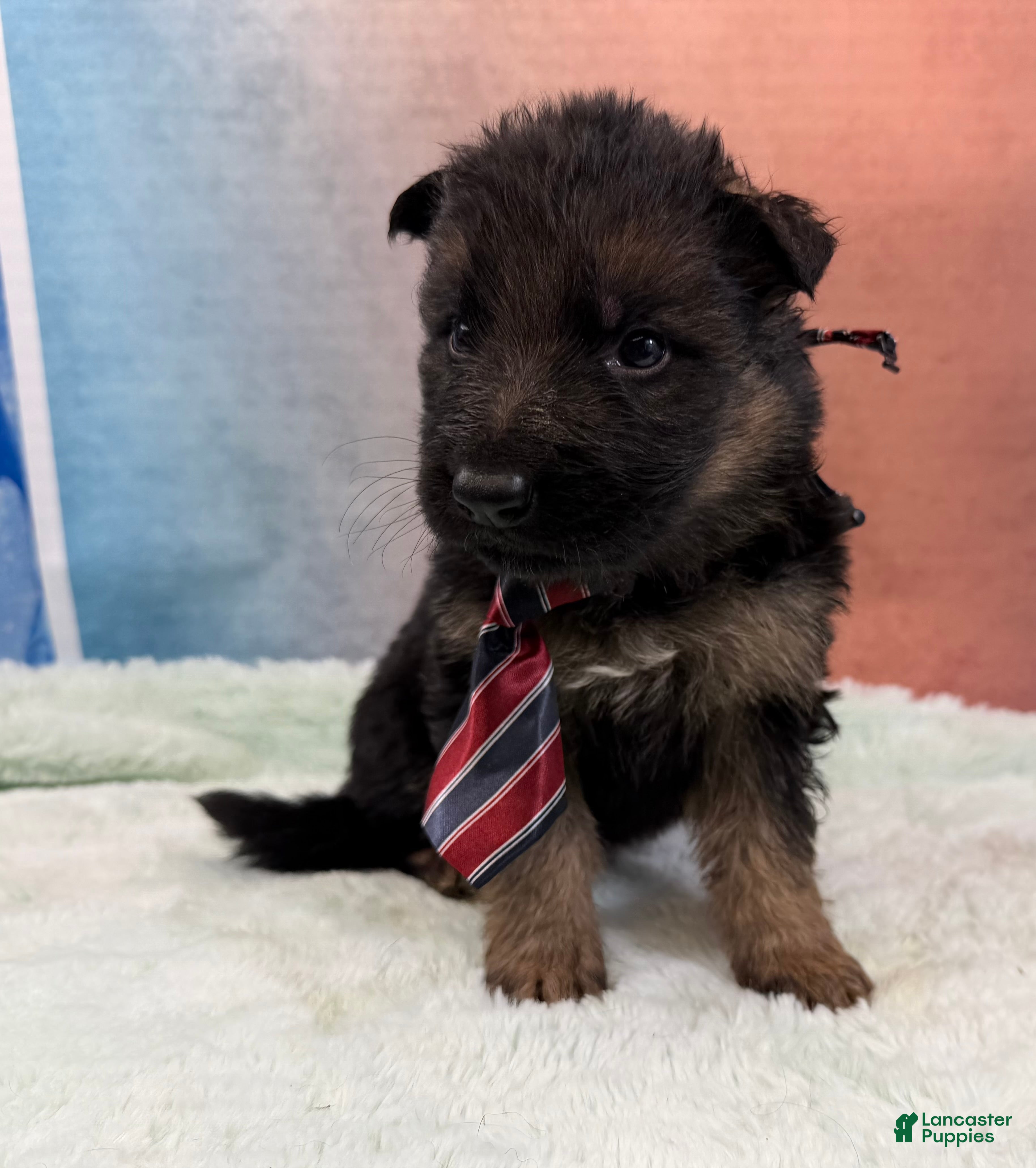 German Shepherd dogs Lh Champion bred import male - Ad 18