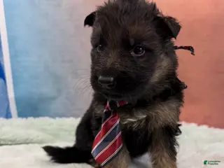 German Shepherd dogs Lh Champion bred import male - Ad 40