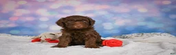 Mini Goldendoodle dogs for sale: Benji - Ad 6