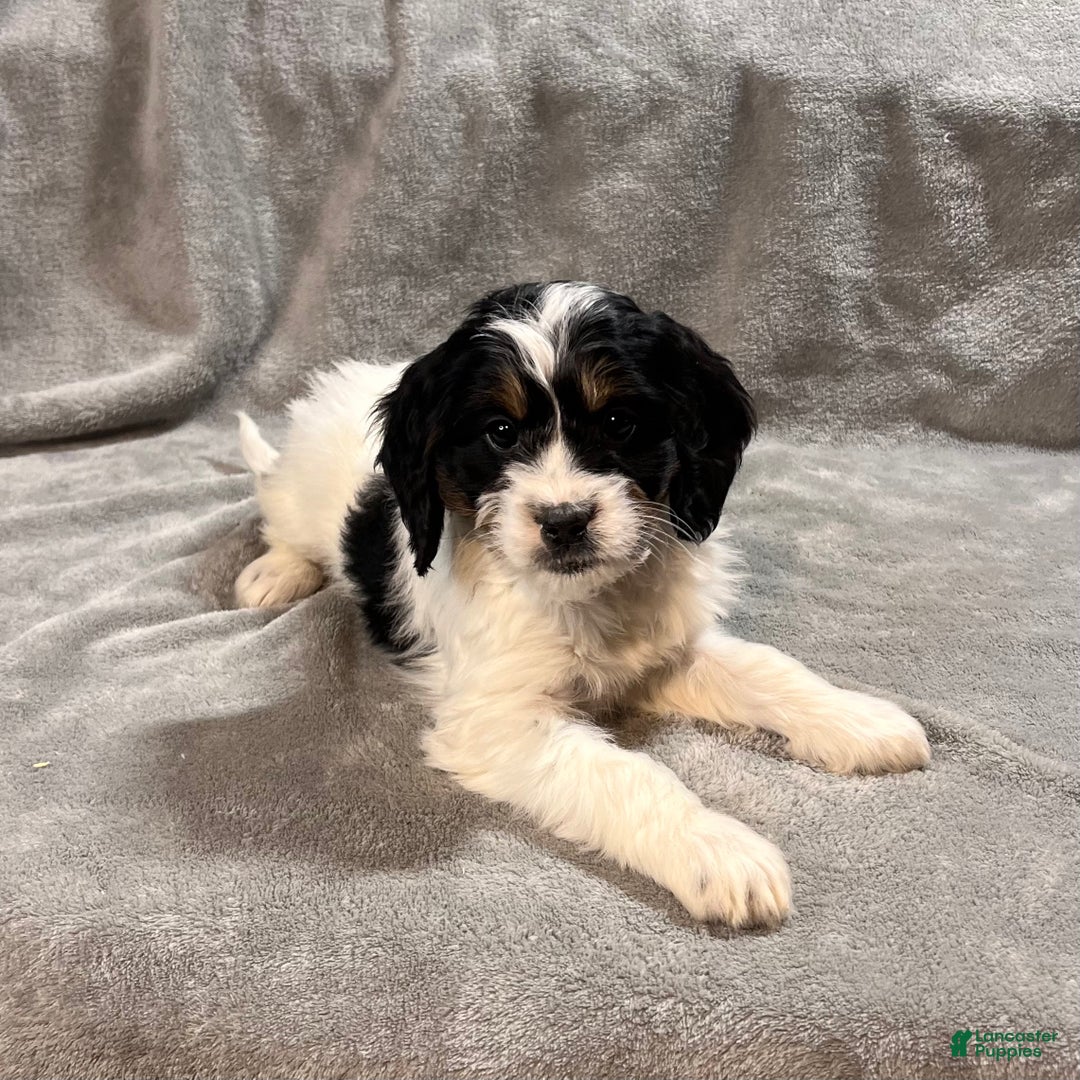 Mixed Breed dogs for sale: Gigi - Ad 3