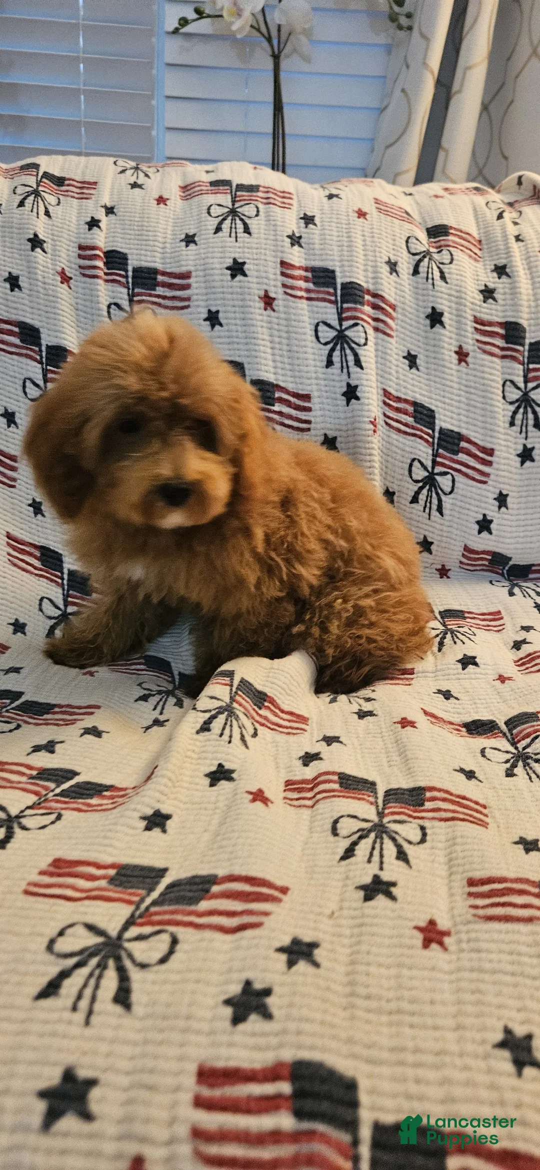 Toy Poodle dogs for sale: Mocha - Ad 1