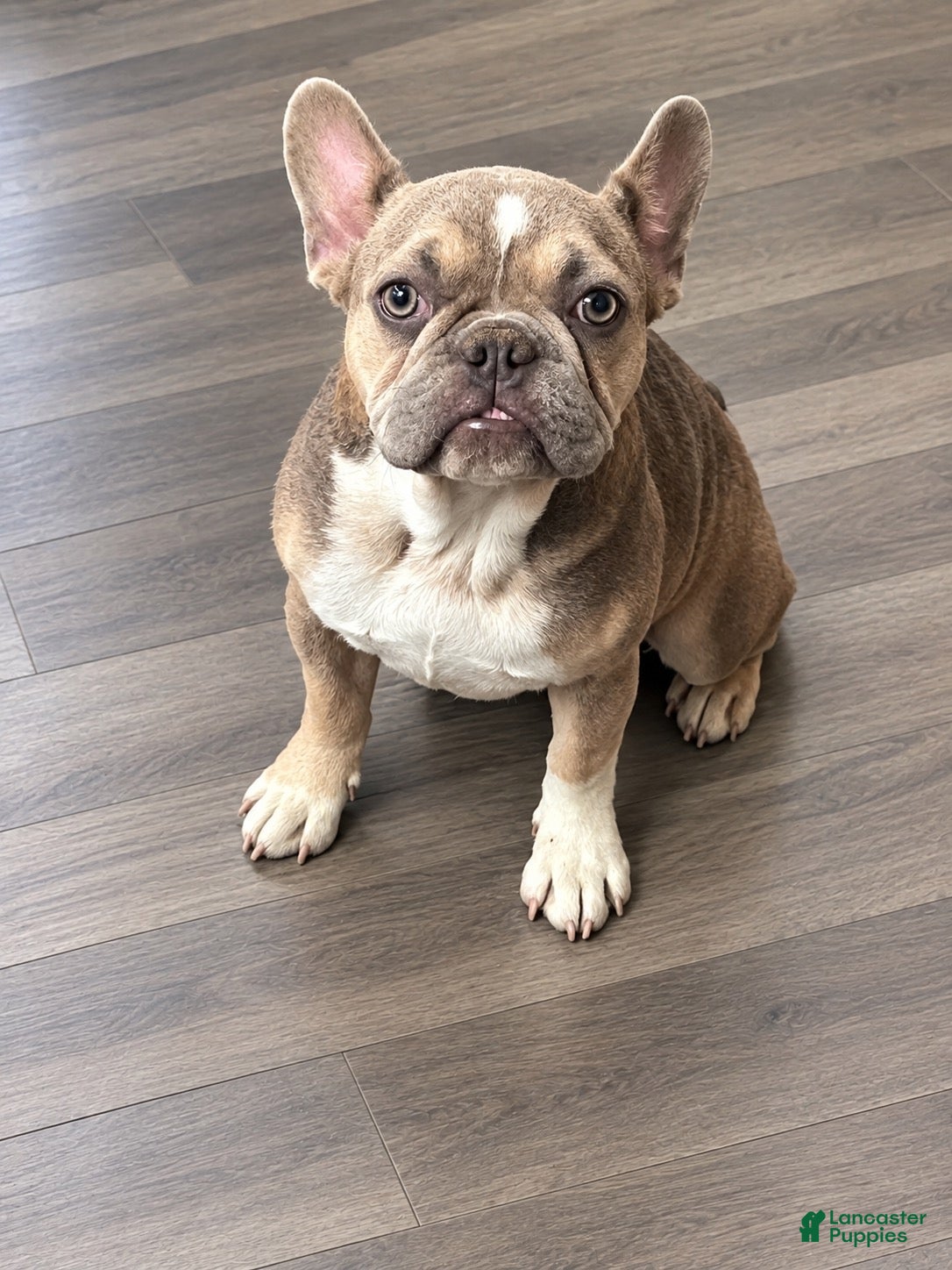 French Bulldog dogs Lola - Ad 3