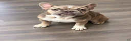 French Bulldog dogs for sale: Lola - Ad 1