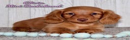 Miniature Dachshund dogs for sale: Olivia - Ad 1