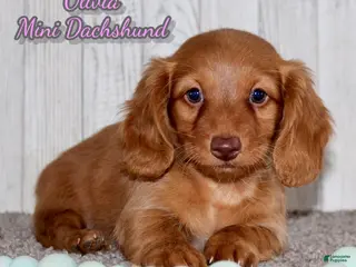 Miniature Dachshund dogs Olivia - Ad 16