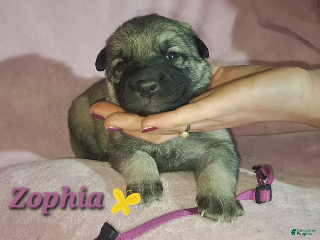 German Shepherd dogs for sale: Zophia  - Ad 1