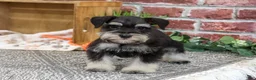 Miniature Schnauzer dogs for sale: Julius - Ad 6