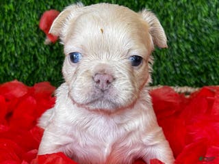 French Bulldog dogs Amor - Ad 12