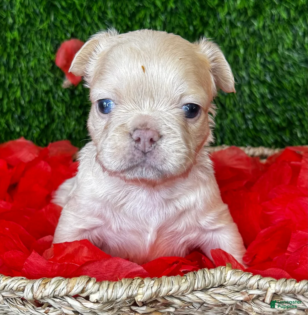 French Bulldog dogs for sale: Amor  - Ad 1